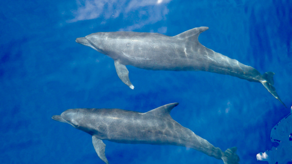 Marine researcher identifies new bottlenose dolphin subspecies