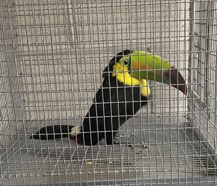 CBP seizes toucans at the Otay Mesa port of entry