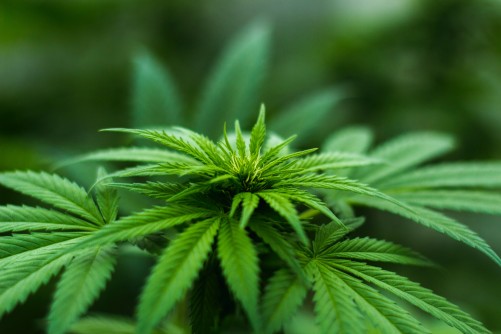Youth cannabis vaping highest in medical marijuana states
