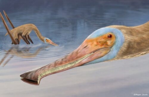 New pterosaur species with tiny hooked teeth discovered