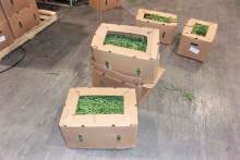 CBP find fentanyl pills concealed in shipment of green beans