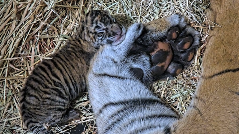 Two Sumatran Tiger cubs born at the San Diego Zoo Safari Park