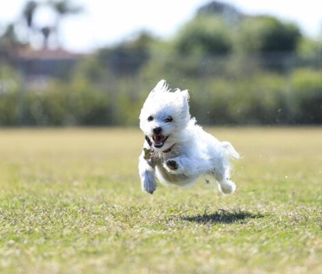 Dog park to close for maintenance, renovations