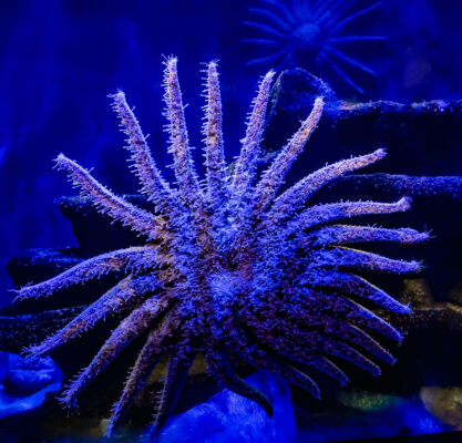 Birch Aquarium at Scripps spawned three Sunflower Sea Stars