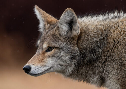 County Animal Services offers tips to keep coyotes away from homes