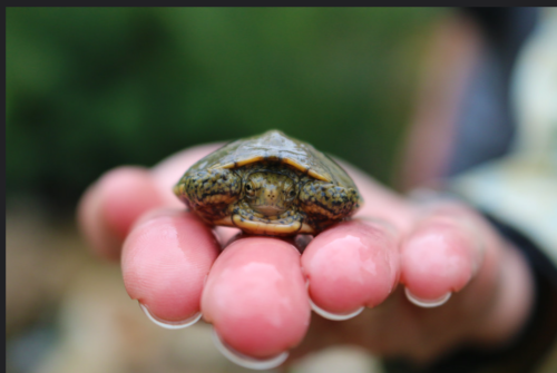 U.S. Fish and Wildlife Service proposes federal protections for western pond turtle