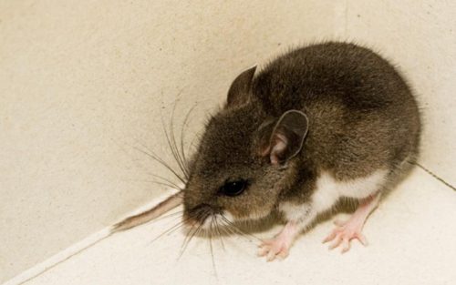 Three deer mice collected in East County tested positive for hantavirus